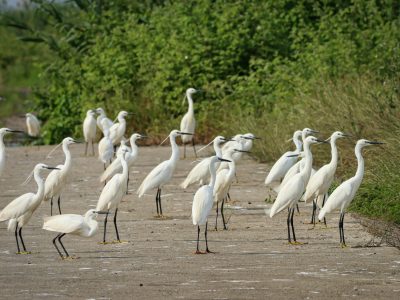 pexels-saleh-bakshiev-16925841